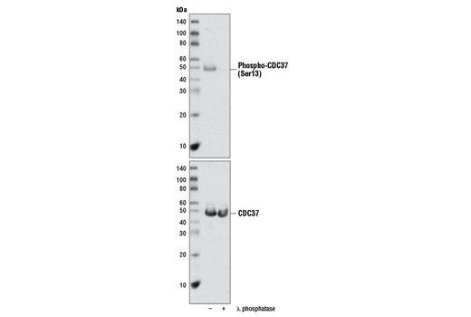 Western Blotting Image 1: Phospho-CDC37 (Ser13) Antibody