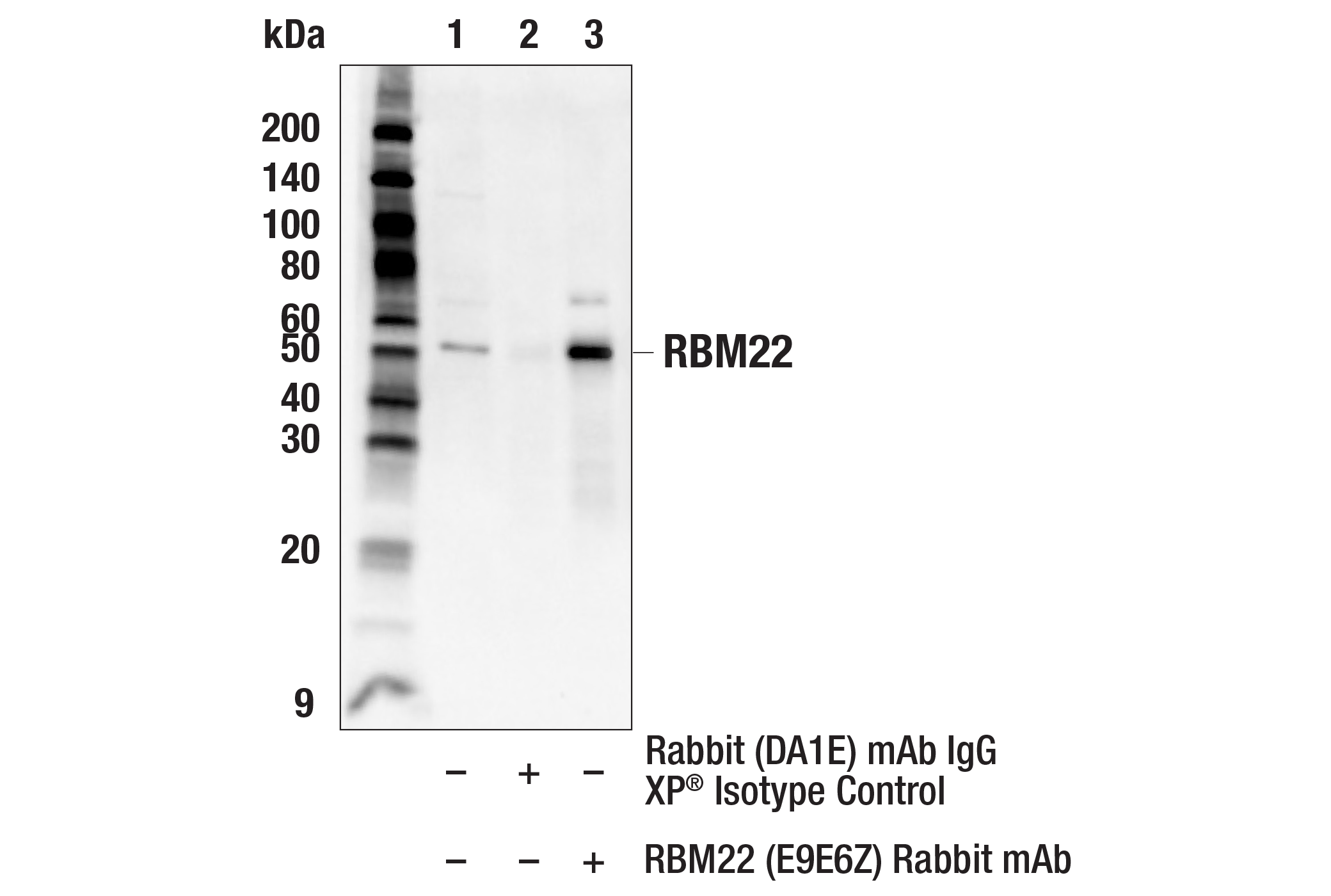 Immunoprecipitation Image 1: RBM22 (E9E6Z) Rabbit mAb