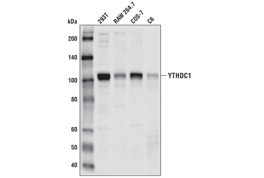 Western Blotting Image 1: YTHDC1 (P561) Antibody