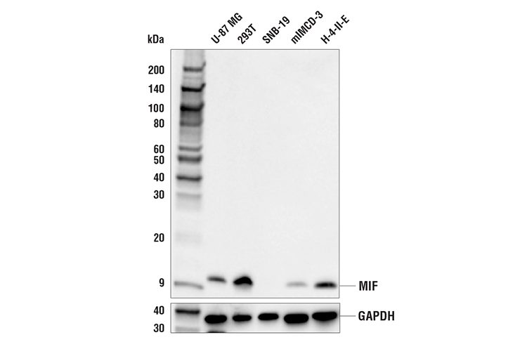  Image 9: Cancer-associated Growth Factor Antibody Sampler Kit