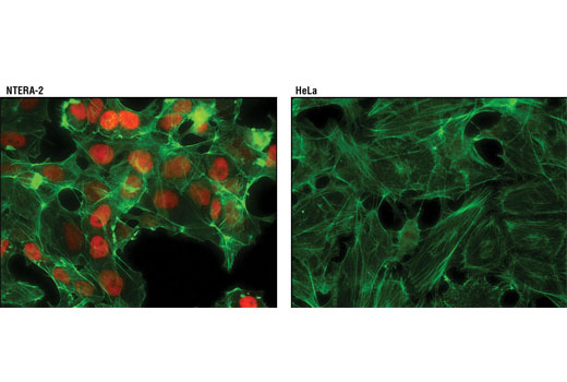 Immunofluorescence Image 1: Nanog (D73G4) XP® Rabbit mAb (Alexa Fluor® 594 Conjugate)