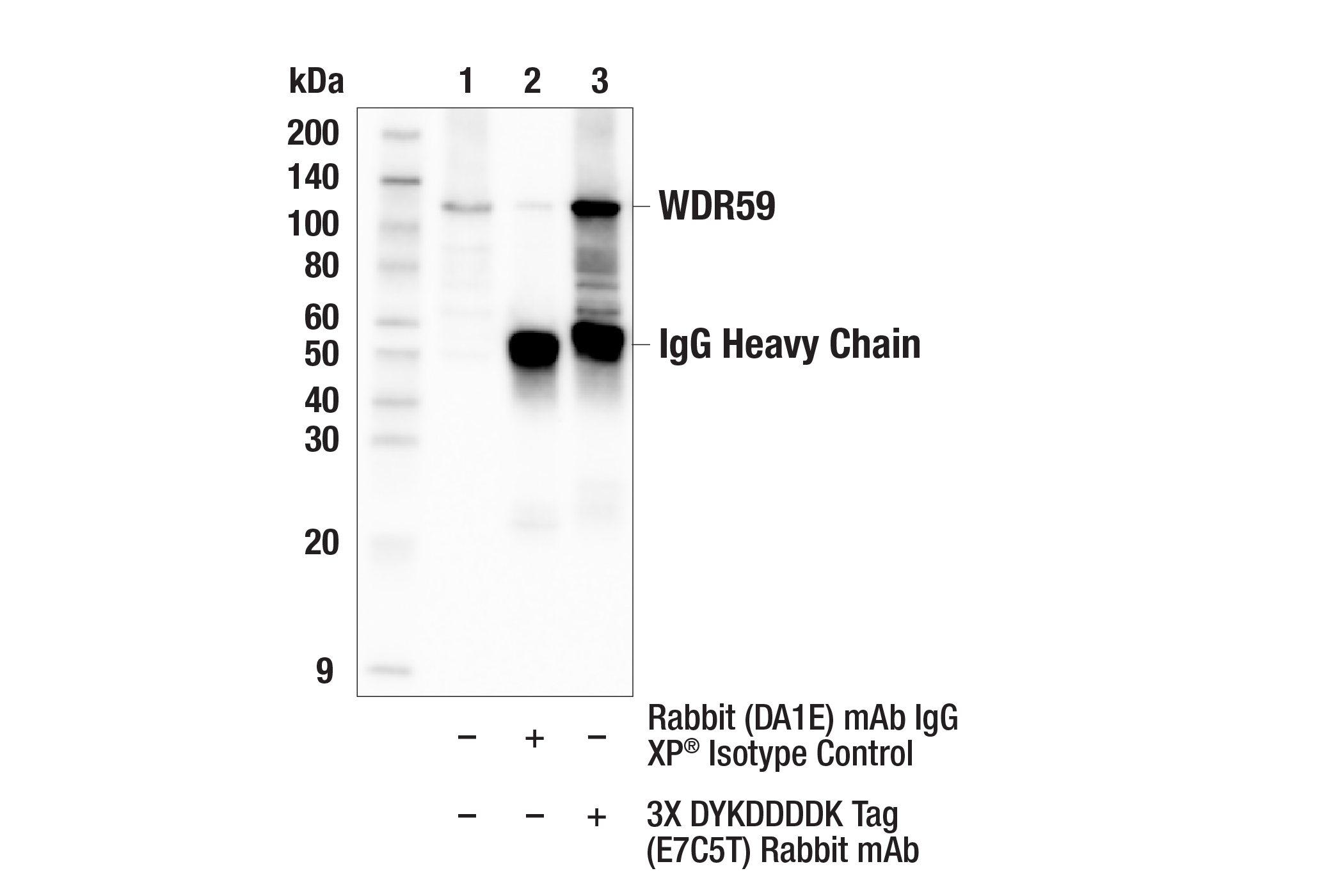 Immunoprecipitation Image 1: 3X DYKDDDDK Tag (E7C5T) Rabbit mAb