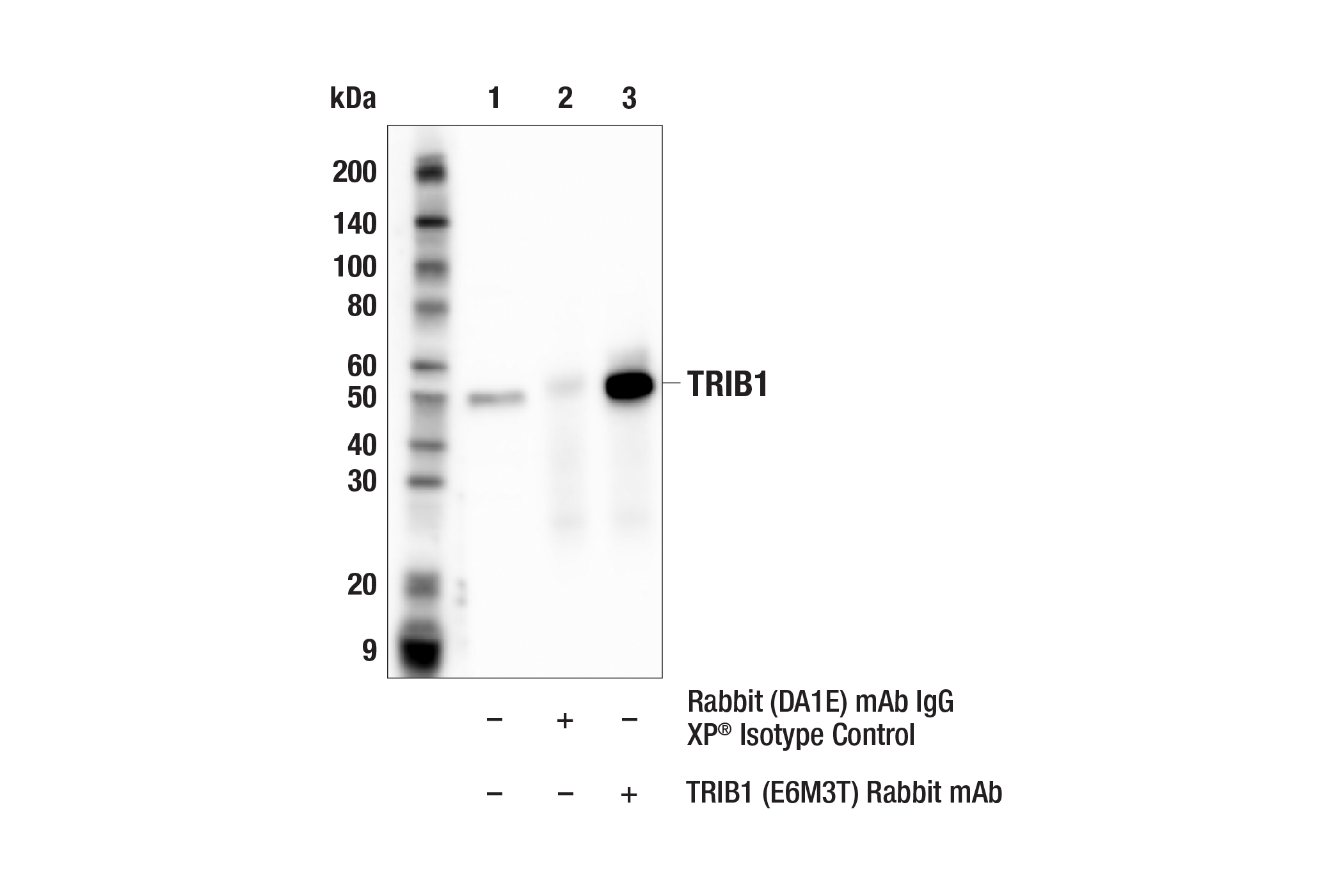 Immunoprecipitation Image 1: TRIB1 (E6M3T) Rabbit mAb