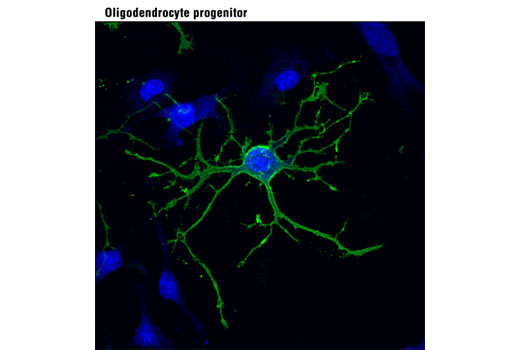 Immunofluorescence Image 1: A2B5 Mouse mAb