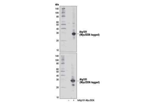Western Blotting Image 2: Atg101 Antibody