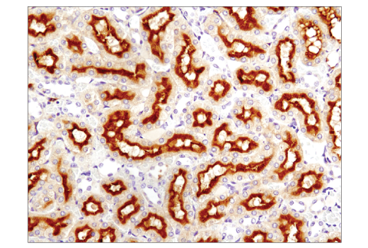 Immunohistochemistry Image 3: NT5E/CD73 (D7F9A) Rabbit mAb (BSA and Azide Free)