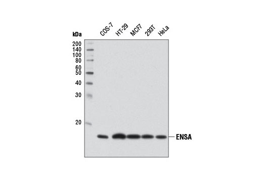 Western Blotting Image 1: ENSA Antibody