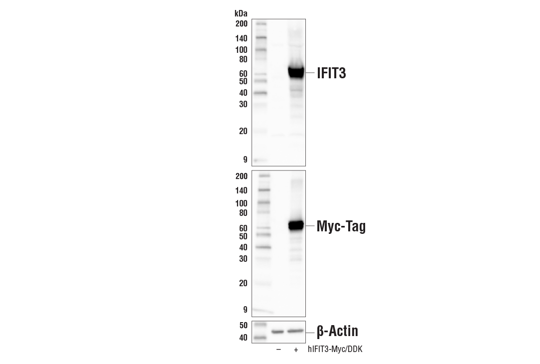 Western Blotting Image 1: IFIT3 Antibody