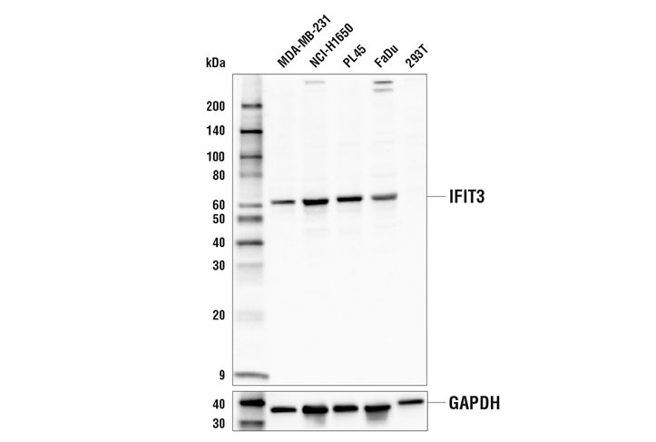 Western Blotting Image 2: IFIT3 Antibody