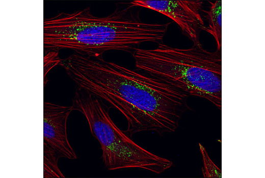 Immunofluorescence Image 1: LAMTOR1/C11orf59 (D11H6) XP® Rabbit mAb (BSA and Azide Free)