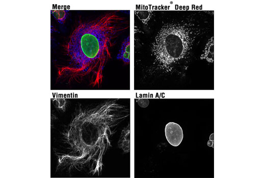 Immunofluorescence Image 1: MitoTracker® Deep Red FM