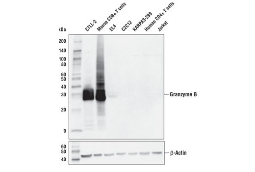 Western Blotting Image 1: Granzyme B (E5V2L) Rabbit mAb (Mouse Specific) (BSA and Azide Free)
