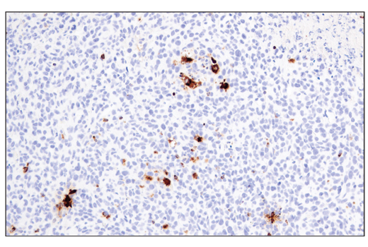 Immunohistochemistry Image 3: Granzyme B (E5V2L) Rabbit mAb (Mouse Specific) (BSA and Azide Free)