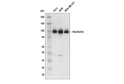 Western Blotting Image 1: Nucleolin (E5M7K) Mouse mAb
