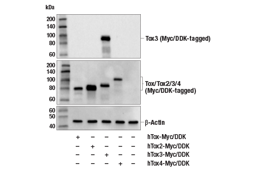 Western Blotting Image 2: Tox3 Antibody