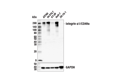 Western Blotting Image 1: Integrin α1/CD49a (E5D6Q) Rabbit mAb