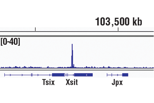 Chromatin Immunoprecipitation Image 1: Nanog (D1G10) Rabbit mAb (ChIP Formulated)