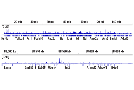 CUT and RUN Image 2: Nanog (D1G10) Rabbit mAb (ChIP Formulated)