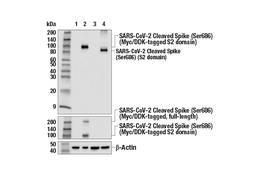Western Blotting Image 1: Cleaved SARS-CoV-2 Spike Protein (Ser686) (E1W4P) Rabbit mAb