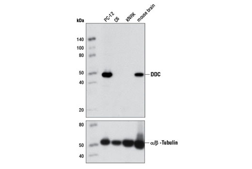 Western Blotting Image 1: DDC Antibody
