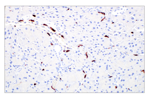 Immunohistochemistry Image 9: CD206/MRC1 (E6T5J) XP® Rabbit mAb (BSA and Azide Free)