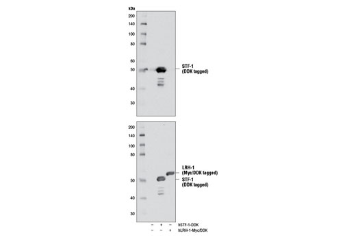 Western Blotting Image 2: STF-1 Antibody