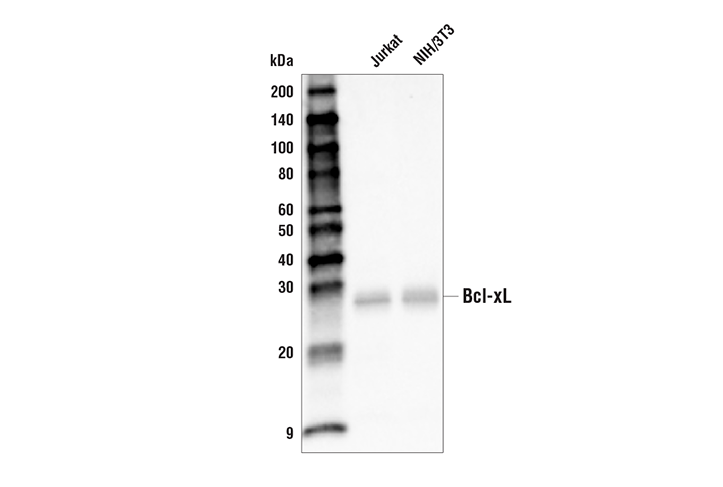 Western Blotting Image 1: Bcl-xL (54H6) Rabbit mAb (Biotinylated)