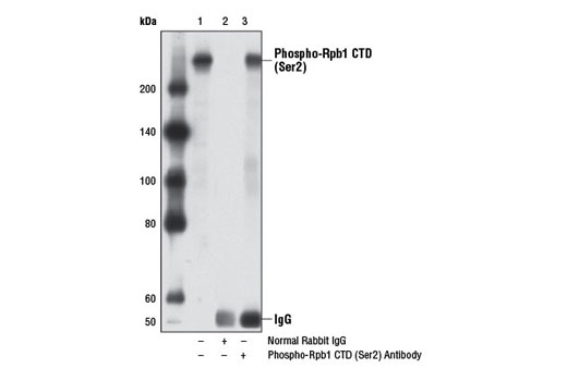 Immunoprecipitation Image 1: Phospho-Rpb1 CTD (Ser2) Antibody
