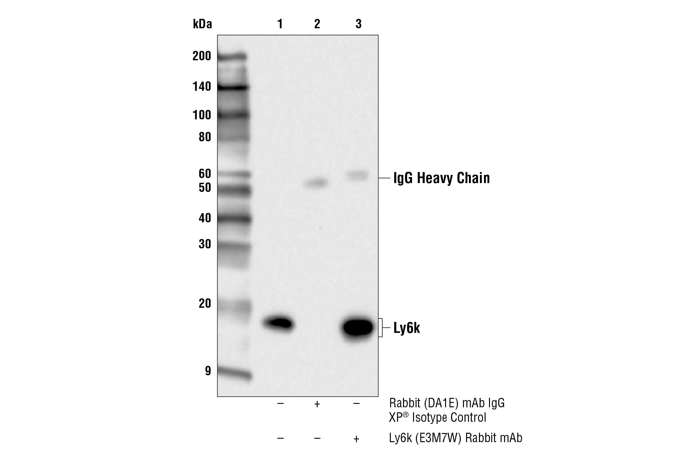 Immunoprecipitation Image 1: Ly6k (E3M7W) Rabbit mAb