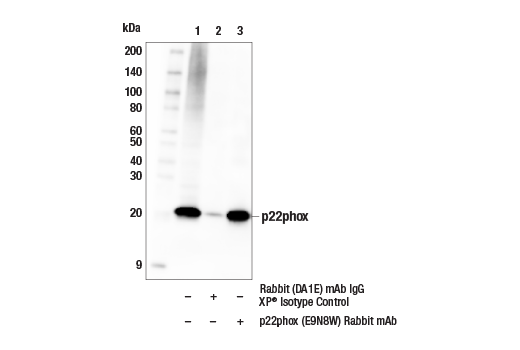 Immunoprecipitation Image 1: p22phox (E9N8W) Rabbit mAb