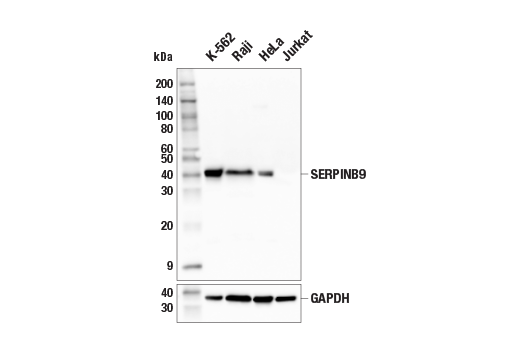 SERPINB9 (E9X9Z) Rabbit mAb (BSA and Azide Free) | Cell Signaling ...