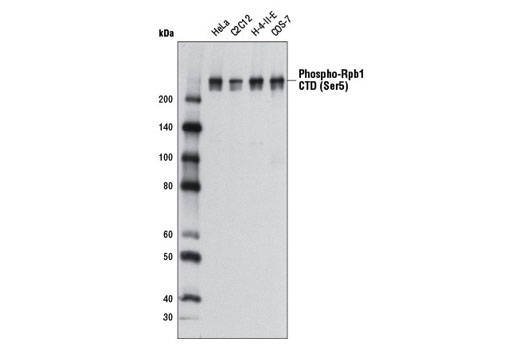 Western Blotting Image 1: Phospho-Rpb1 CTD (Ser5) Antibody