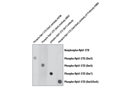  Image 1: Phospho-Rpb1 CTD (Ser5) Antibody