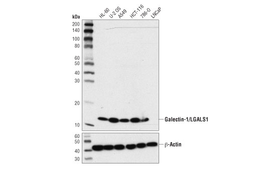 Western Blotting Image 1: Galectin-1/LGALS1 (8A12) Mouse mAb (BSA and Azide Free)