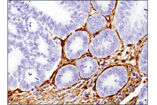 Immunohistochemistry Image 1: Galectin-1/LGALS1 (8A12) Mouse mAb (BSA and Azide Free)
