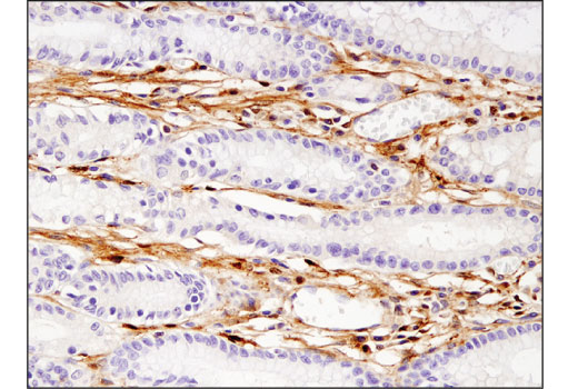 Immunohistochemistry Image 4: Galectin-1/LGALS1 (8A12) Mouse mAb (BSA and Azide Free)