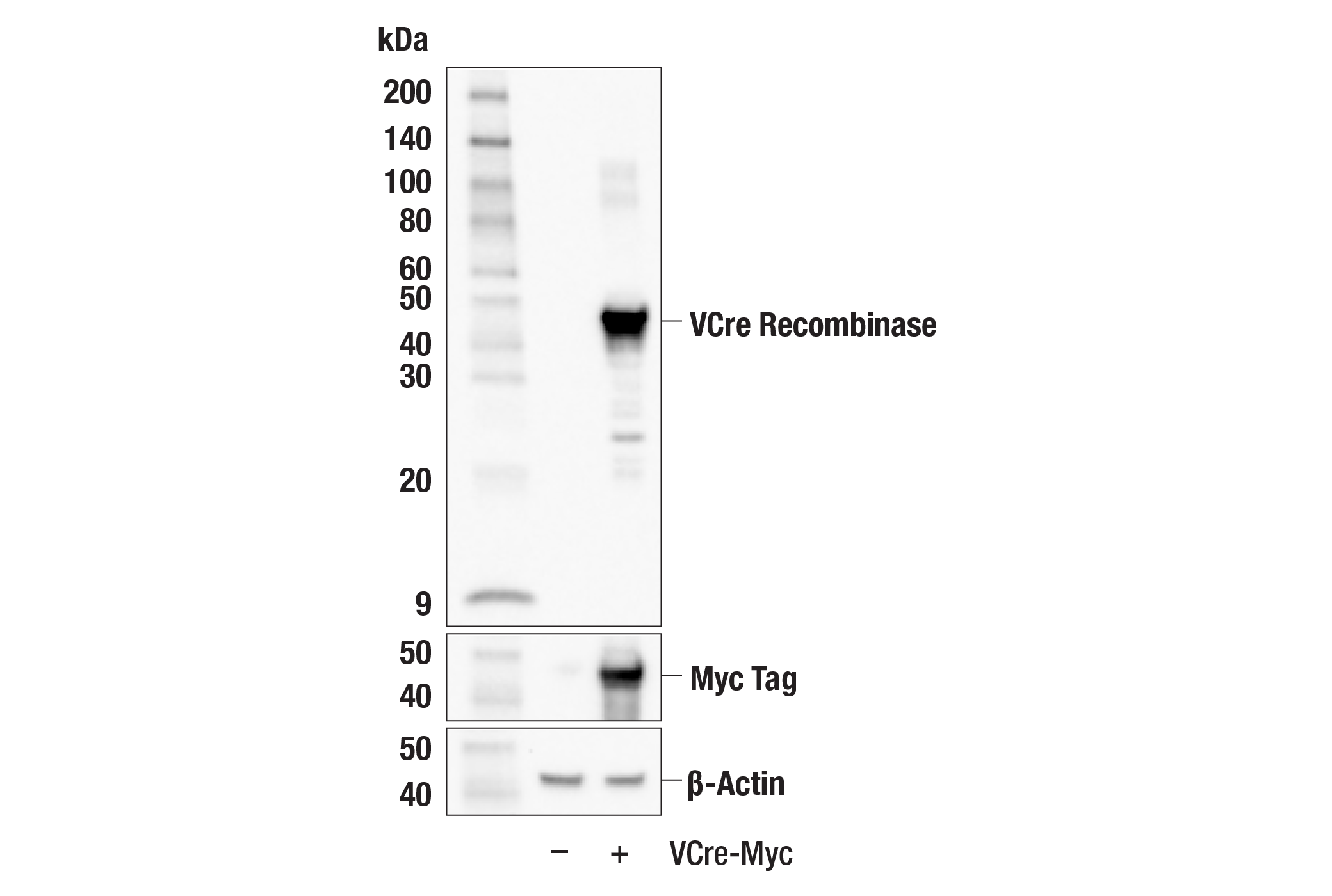 Western Blotting Image 1: VCre Recombinase (F3Q3G) Rabbit mAb
