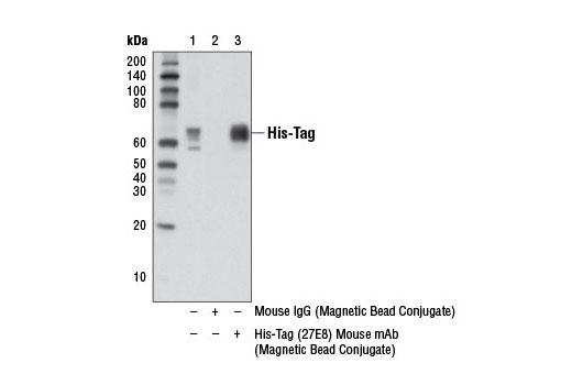 Immunoprecipitation Image 1: His-Tag (27E8) Mouse mAb (Magnetic Bead Conjugate)