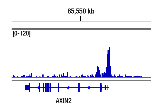 CUT and RUN Image 1: Non-phospho (Active) β-Catenin (Ser33/37/Thr41) (D13A1) Rabbit mAb
