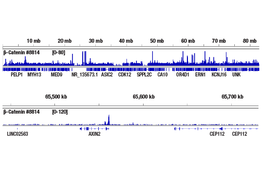 CUT and RUN Image 2: Non-phospho (Active) β-Catenin (Ser33/37/Thr41) (D13A1) Rabbit mAb