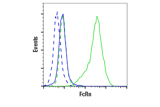 Flow Cytometry Image 1: FcRn (E6D1S) Rabbit mAb