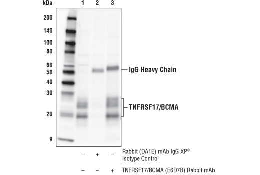 Immunoprecipitation Image 1: TNFRSF17/BCMA (E6D7B) Rabbit mAb