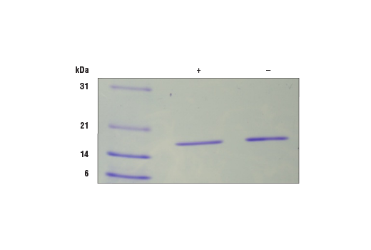  Image 2: Mouse IL-1α Recombinant Protein
