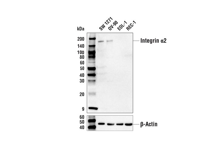 Western Blotting Image 1: Integrin α2 Antibody