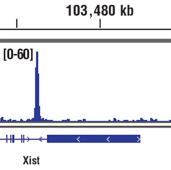 Chromatin Immunoprecipitation Image 1: Nanog (D2A3) XP® Rabbit mAb