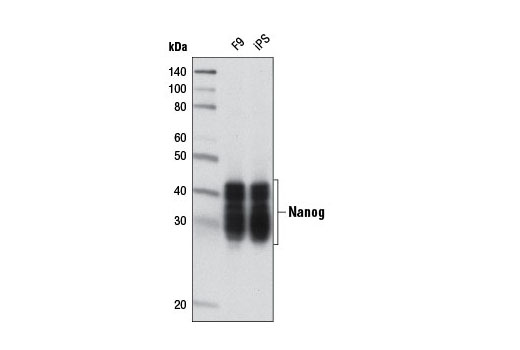 Western Blotting Image 1: Nanog (D2A3) XP® Rabbit mAb