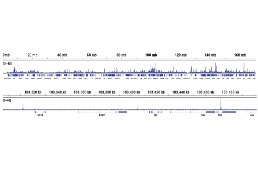 Chromatin Immunoprecipitation Image 2: Nanog (D2A3) XP® Rabbit mAb