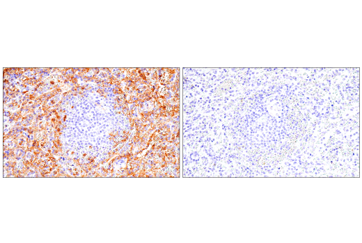 Immunohistochemistry Image 7: CD16 (2H7) Mouse mAb