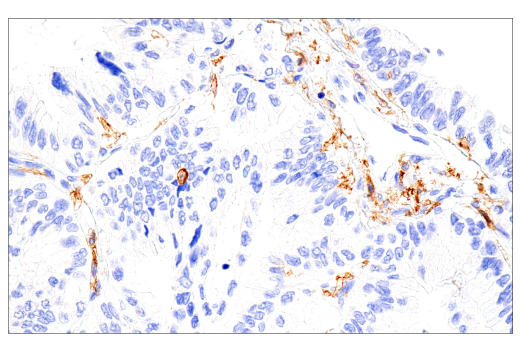 Immunohistochemistry Image 4: CD16 (2H7) Mouse mAb