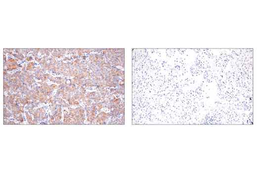 Immunohistochemistry Image 3: DLL3 (E3J5R) Rabbit mAb (BSA and Azide Free)